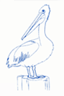 pelican drawing